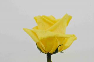 Stabilizovaná růže - žlutá (Volné balení, Safron yellow)