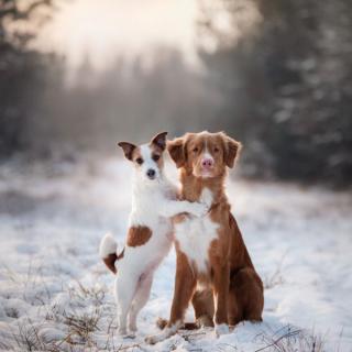 MIKROVLÁKNOVÝ HADŘÍK - S MOTIVEM ZVÍŘAT Vzor: Dva psi v zimě
