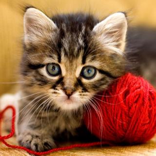 MIKROVLÁKNOVÝ HADŘÍK - S MOTIVEM ZVÍŘAT Vzor: Kotě s klubíčkem