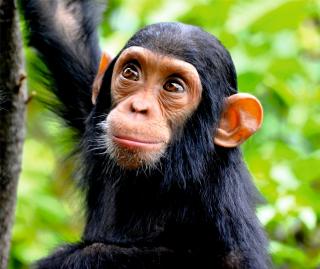 MIKROVLÁKNOVÝ HADŘÍK - S MOTIVEM ZVÍŘAT Vzor: Šimpanz