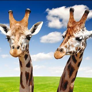 MIKROVLÁKNOVÝ HADŘÍK - S MOTIVEM ZVÍŘAT Vzor: Žirafy