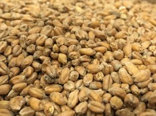 Weyermann® Pšeničný světlý slad | Pale Wheat Malt