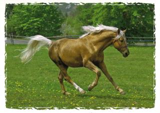 Pohlednice Koně Barvy: béžová světlá