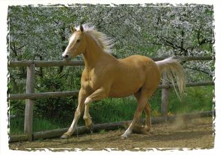 Pohlednice Koně Barvy: béžová