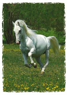 Pohlednice Koně Barvy: bílá
