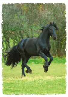 Pohlednice Koně Barvy: černá