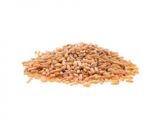 Pšenice krmná 50 Kg