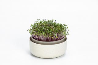 Microgreens - slonová kost s kávovou sedlinou