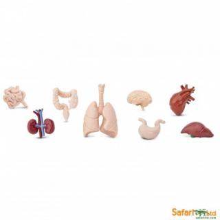 Lidské orgány  (předměty od Safari Ltd. v sáčku z organzy)