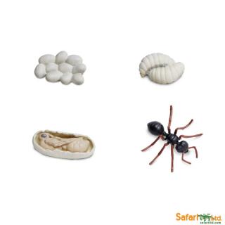 Životní cyklus mravence (předměty od Safari Ltd.)