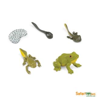 Životní cyklus žáby (předměty od Safari Ltd.)