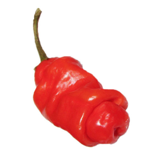 Chilli Penis Pepper Red semena 10 ks