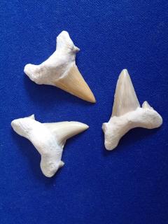 Fosilní žraločí zuby Zub: 18 mm
