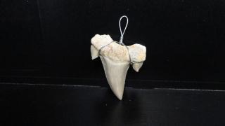 Přívěšek - fosilní žraločí zub cca 3 cm