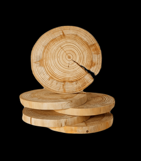 Dřevěný kroužek - plátek, oboustranně broušený, bez kůry, průměr 15-20 cm, 5 ks - PDOM_1520X20_DN5