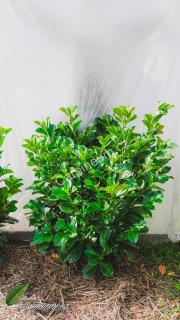 Bobkovišeň lékařská 'Etna' ® 100 - 120 cm jutový bal  (Prunus laurocerasus 'Etna' ®- Střemcha vavřínolistá  )