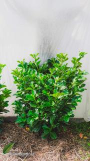 Bobkovišeň lékařská 'Etna' ® 60 - 80 jutový bal   (Prunus laurocerasus 'Etna' ®- Střemcha vavřínolistá  )