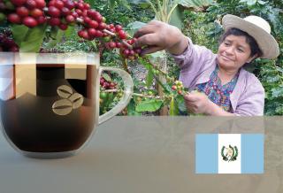 Guatemala SHB Huehuetanango Arabica Hmotnost: 1 kg, Hrubost namletí: Zrnková káva (namelete doma)