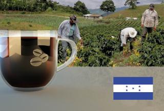 Honduras SHG Guare Verde Arabica Hmotnost: 1 kg, Hrubost namletí: Zrnková káva (namelete doma), Typ pražení: Tmavé