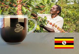 Uganda Wugar Kanyenze Arabica Hmotnost: 1 kg, Hrubost namletí: Zrnková káva (namelete doma), Typ pražení: Střední