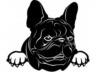 Samolepka pes - Francouzský buldoček černý Barva: Bílá, Rozměry samolepky ( šířka x výška ): 12 x 10,4 cm