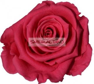 STABILIZOVANÁ RŮŽE BALENÁ DARK PINK - tmavě růžová (-"věčná" růže v dárkovém balení)