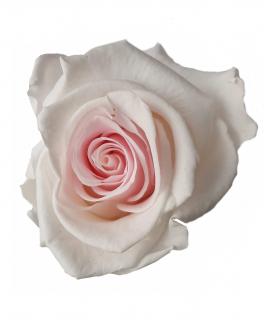 STABILIZOVANÁ RŮŽE BALENÁ DUO - bílorůžová - posl. 1ks (-"věčná" růže v dárkovém balení)
