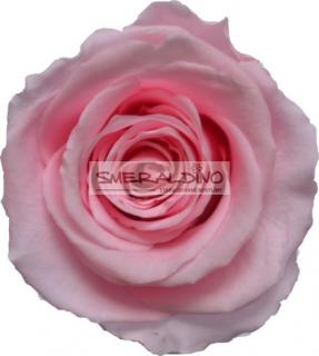 STABILIZOVANÁ RŮŽE BALENÁ LIGHT PINK - světle růžová (-"věčná" růže v dárkovém balení)