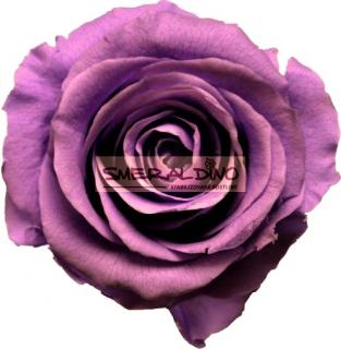 STABILIZOVANÁ RŮŽE BALENÁ LILAC (-"věčná" růže v dárkovém balení - posl. 1ks)