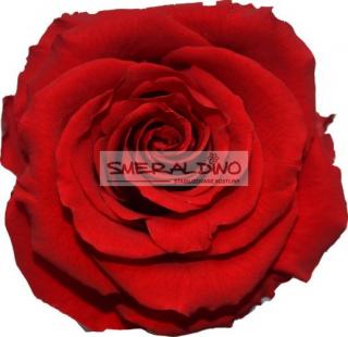 STABILIZOVANÁ RŮŽE BALENÁ RED - červená (Darujte až 730 dní radosti z krásné květiny)