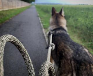 Přepínací vodítko Desert KARABINY: černá k. od 30kg