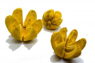 Bullet Flower - yellow 3ks
