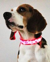 Svítící rúžový obojek pro psa Barva: růžová, Velikost: L