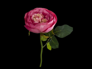 Dekorační květina růže starorůžová 30 cm