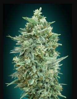 00 seeds Auto Northern Light XXL 0,3 % THC 5 ks Počet semen: 5 ks