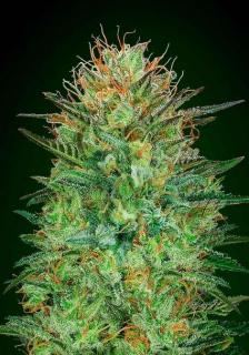 00 seeds Auto Sweet Critical 0,3 % THC 5 ks Počet semen: 3 ks