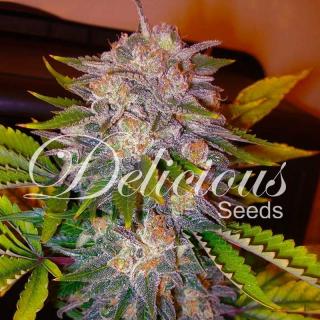 Delicious seeds Caramelo 0 % THC 5 ks Balení: 5 ks