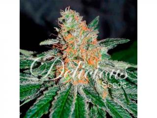 Delicious seeds CBD Jam 0 % THC 10 ks Balení: 1 ks