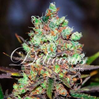 Delicious seeds Cotton Candy Kush 0 % THC 5 ks Balení: 1 ks