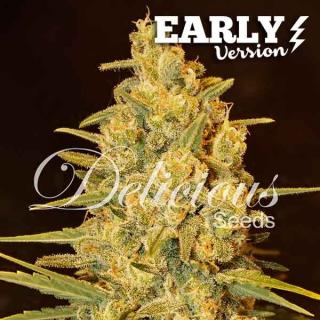 Delicious seeds Critical Sensi Star Early Version 0 % THC 5 ks Balení: 3 ks