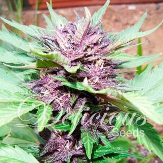 Delicious seeds Dark Purple Auto 0 % THC 5 ks Balení: 1 ks