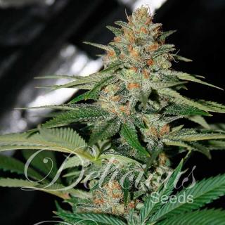 Delicious seeds Delicious Candy 0 % THC 5 ks Balení: 1 ks