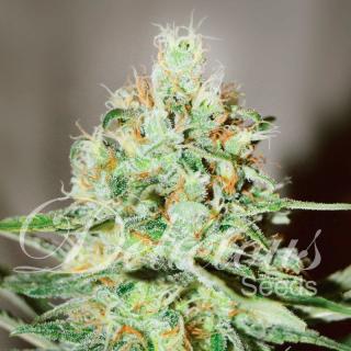 Delicious seeds Jägg Kush 0 % THC 10 ks Balení: 1 ks