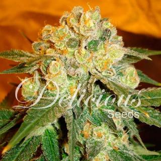 Delicious seeds Marmalate 0 % THC 5 ks Balení: 1 ks