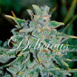 Delicious seeds Northern Lights Blue Auto 0 % THC 5 ks Balení: 1 ks