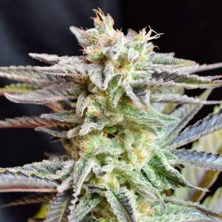 Delicious seeds Sugar Black Rose 0 % THC 5 ks Balení: 3 ks