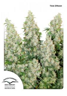 Dutch Passion Think Different Auto 0% THC Balení: 1 ks