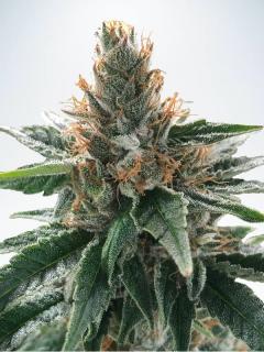 MOC God's Glue 0 % THC 5 ks Balení: 10 ks