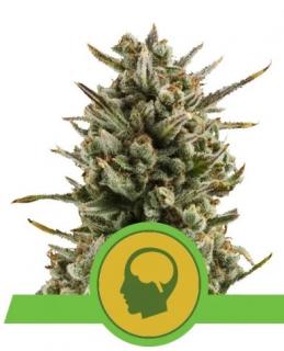 Royal Queen Seeds Amnesia Haze Automatic 0 % THC 5 ks Balení: 5 ks