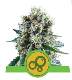 Royal Queen Seeds Bubble Kush Automatic 0 % THC 5 ks Balení: 10 ks